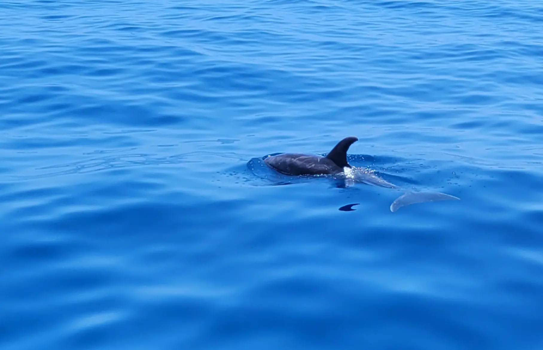 BOAT: Whales & Dolphings watching
