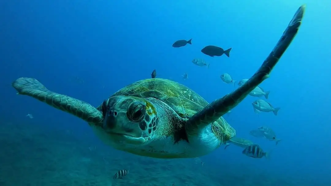 Diving
