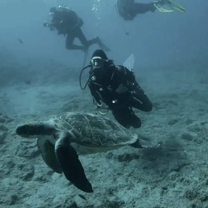 Diving