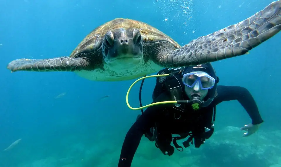 Diving