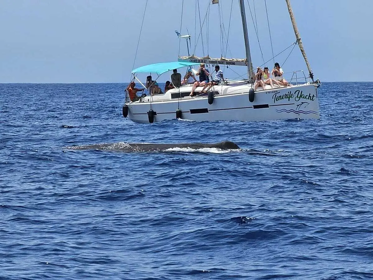 BOAT: Whales & Dolphings watching