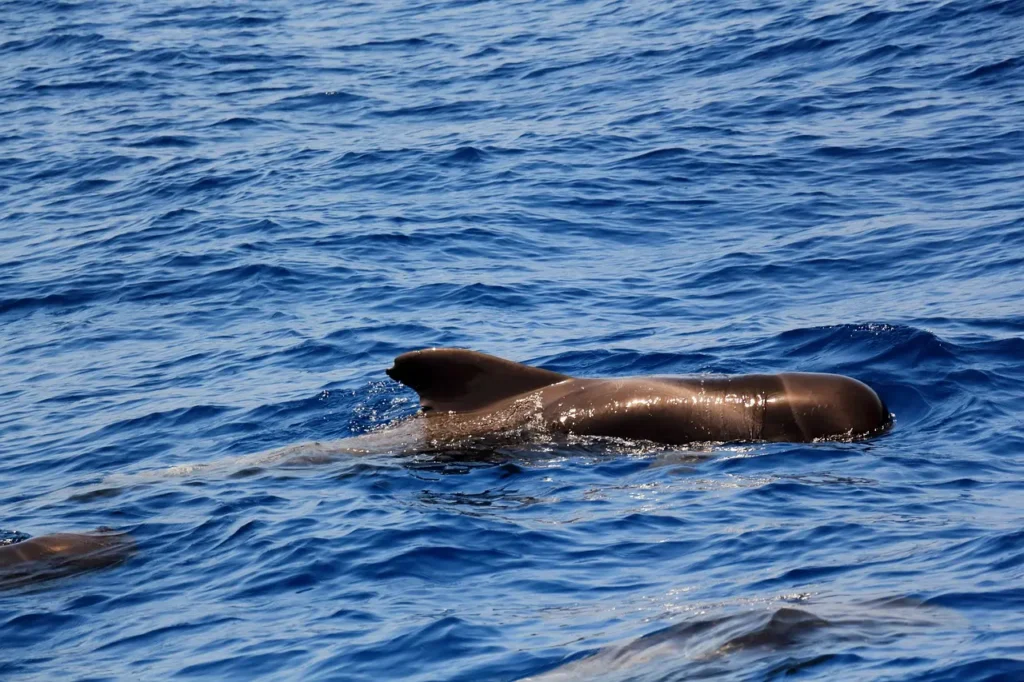 whale-watching-water-experience