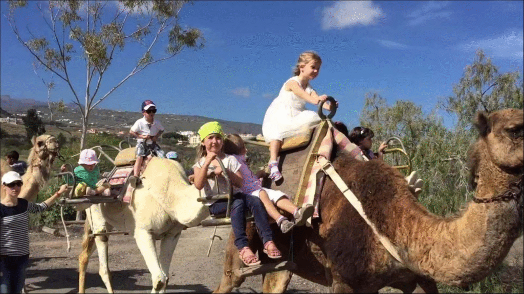 Tenerife camel rides