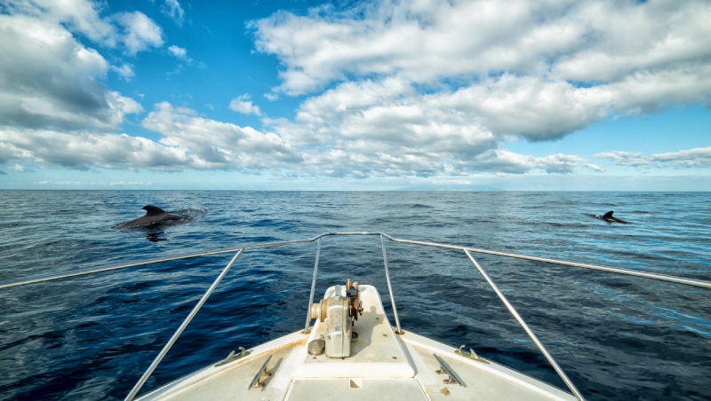 whale watching in tenerife for us travelers